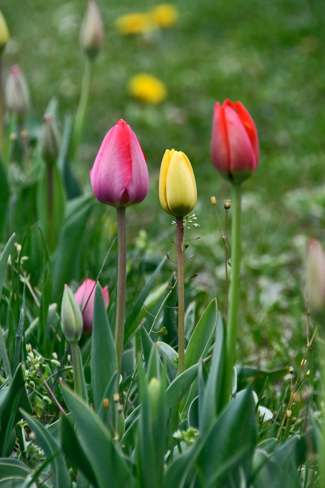 에버랜드 튤립축제