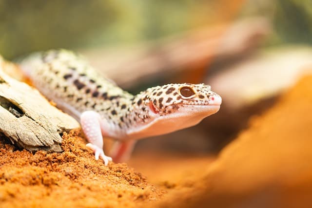 초보 집사를 위한 Leopard Geckos의 모든 것