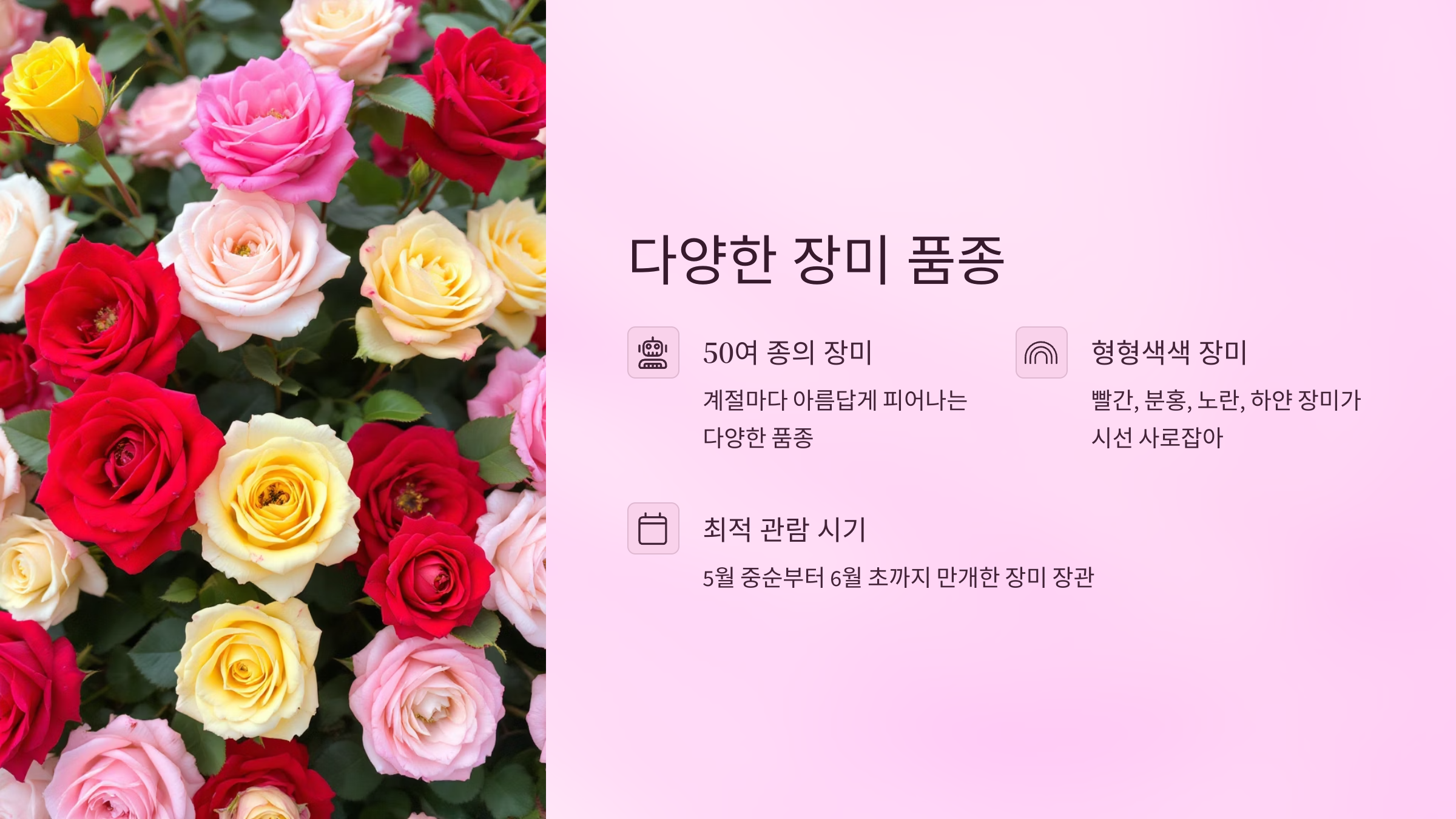 🌹서울숲 장미정원 : 서울 도심 속 로맨틱 명소!🌹