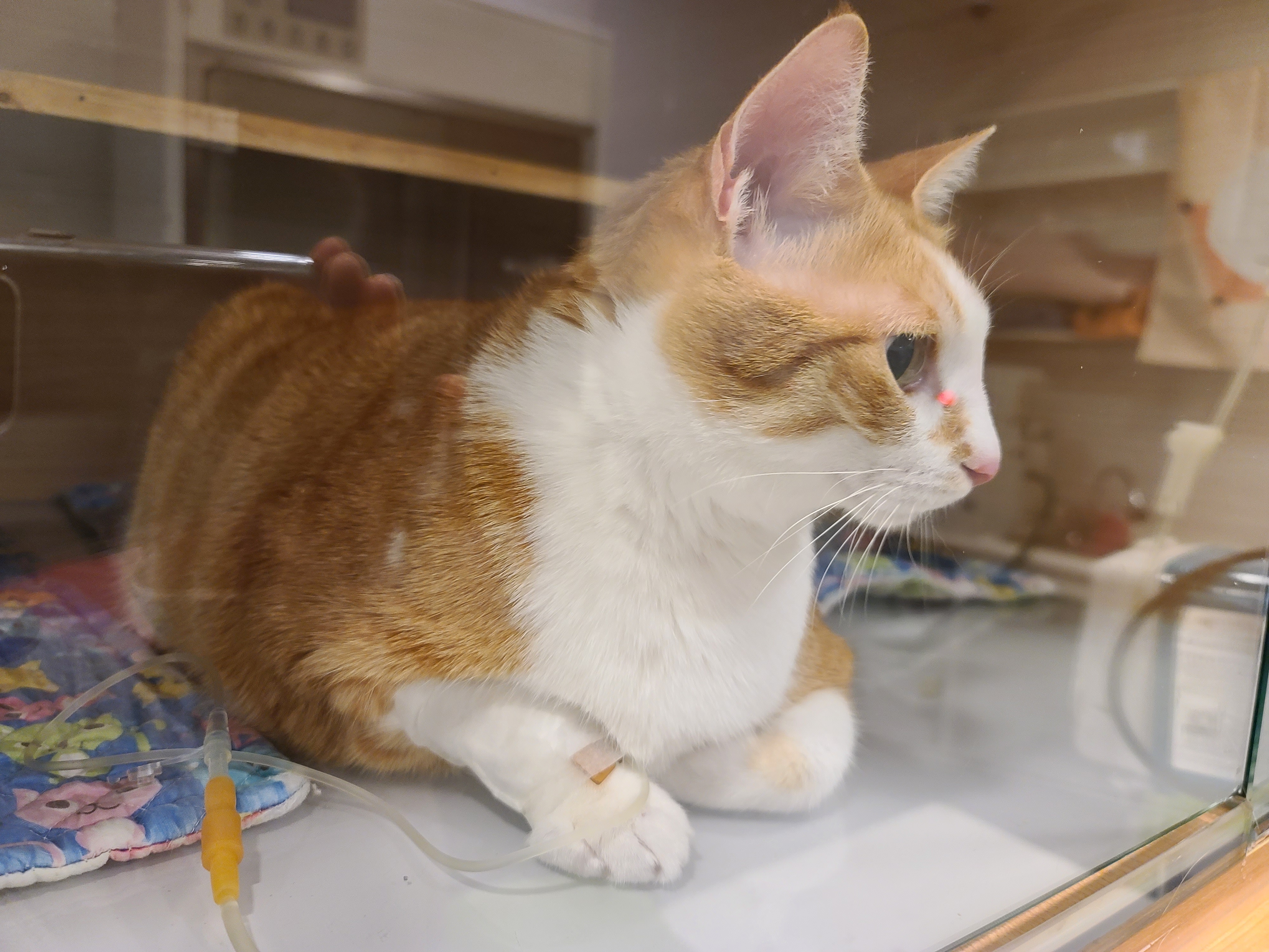 황달로 인한 호야의 입원. 고양이 황달. 