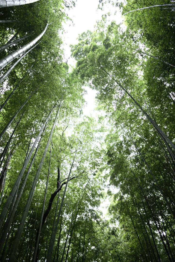 아라시야마 치쿠린