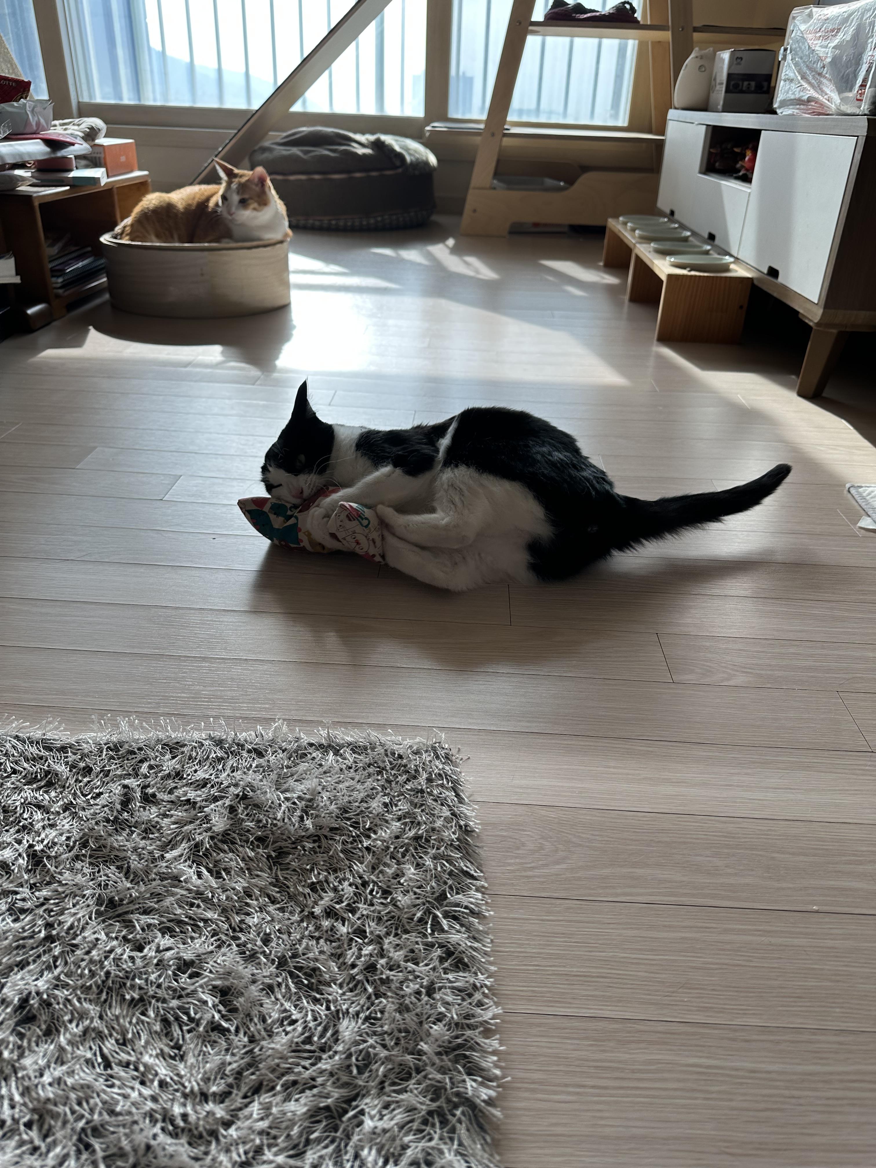 캣닢쿠션에 대한 아홉냥이들의 반응 (feat.이날의 MVP도 역시 두리)