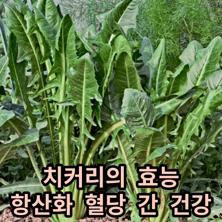 아직 수확 되지 않은 치커리 밭