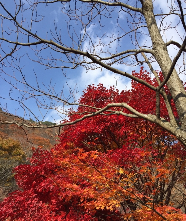 2024 내장산 단풍축제