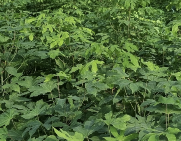 엄나무를 키우는 이미지