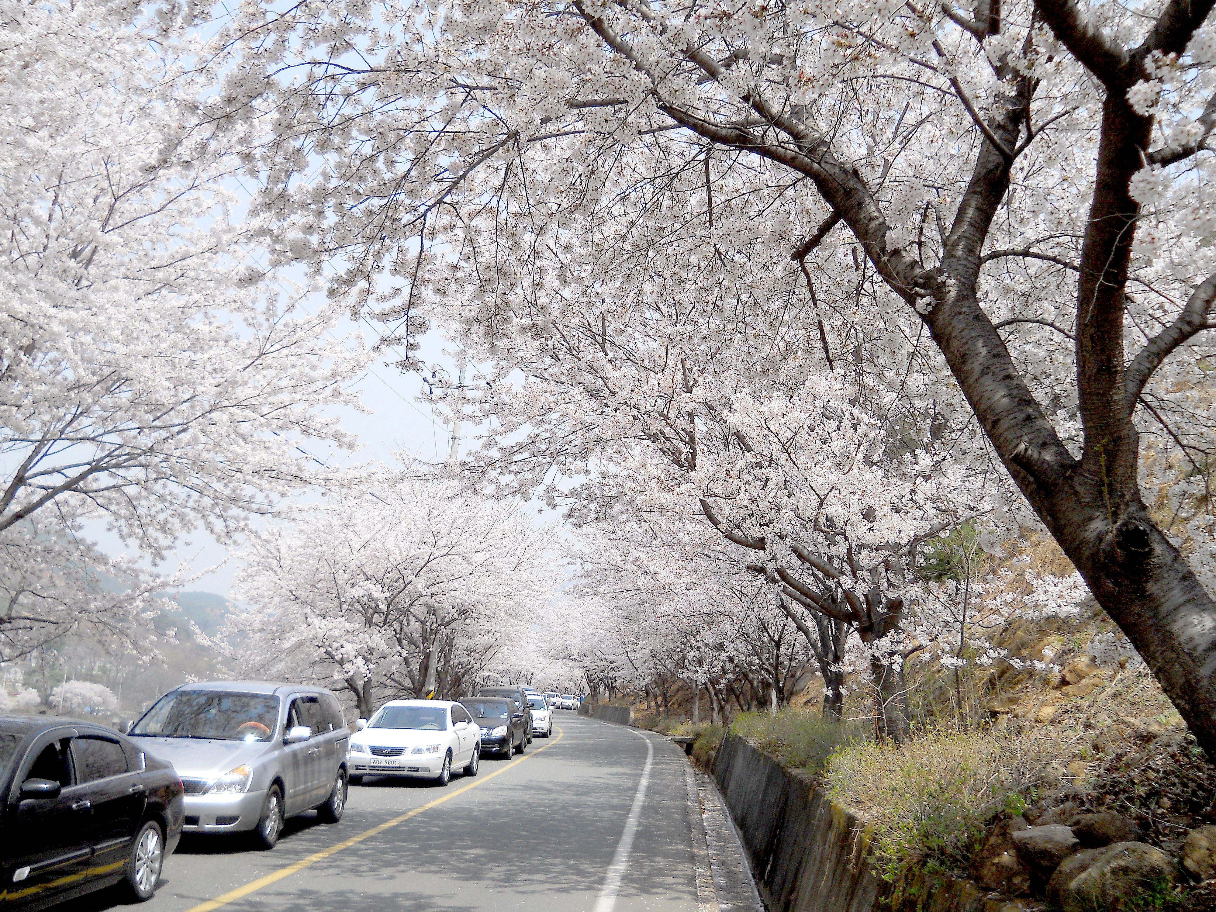 화개장터에서 쌍계사까지 혼례길 하동십리벚꽃길