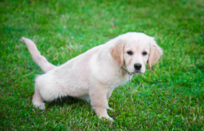 잔디밭에서 볼 일 보는 개