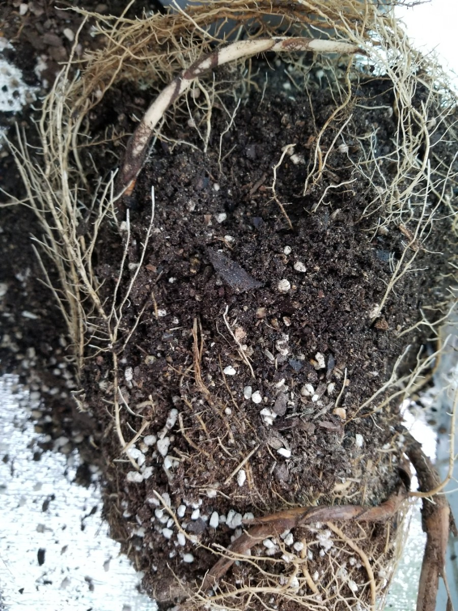 화분을 가득 채운 뿌리