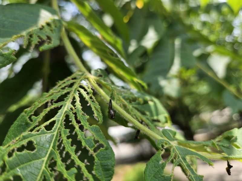 호두나무잎벌레3