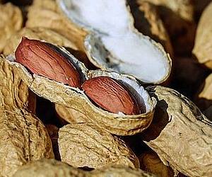 당뇨에 좋은 음식 땅콩