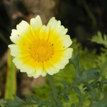 쑥갓의 효능 부작용 고르는법 칼로리 꽃