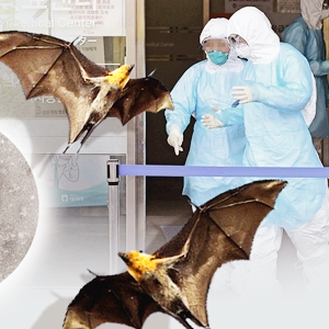 박쥐 코로나 관련주 대장주 테마주 TOP7