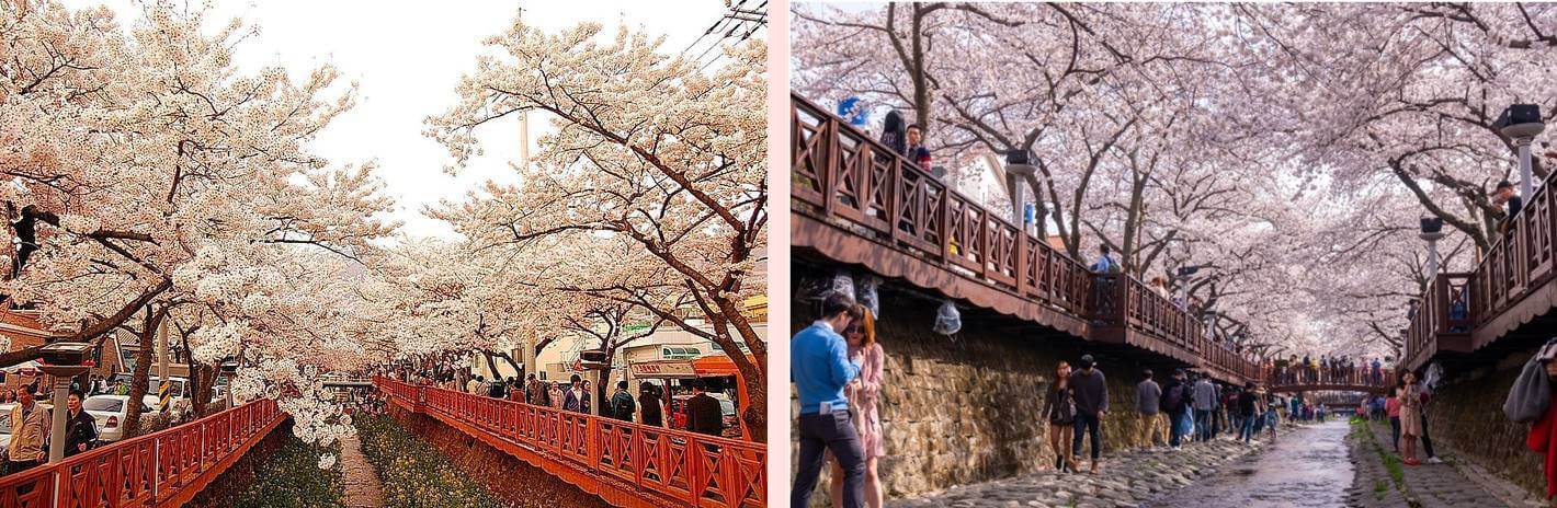진해 군항제(진해구청)