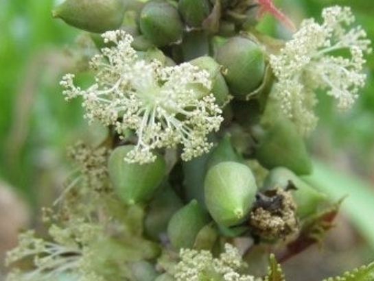 가을에 피는 꽃 아주까리-수꽃