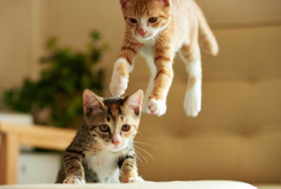 혼자 살며 기르기 쉬운 고양이의 종류를 이미지화하는 이미지