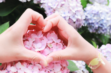 제주 휴애리 수국축제