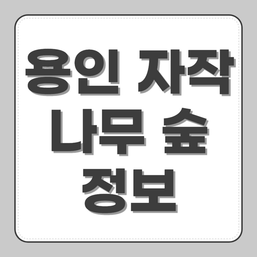 용인 자작나무 숲 정보