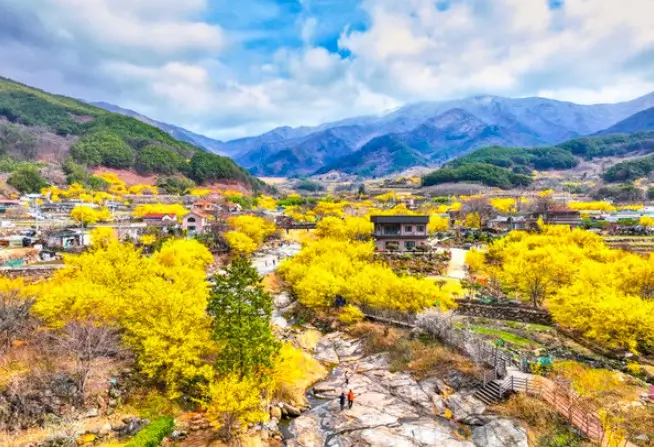 구례 산수유꽃 축제에서 사랑을 찾아 떠나는 여행을 해세요~