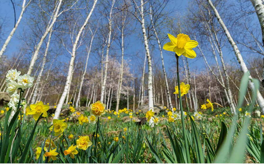 2025년봄꽃개화시기