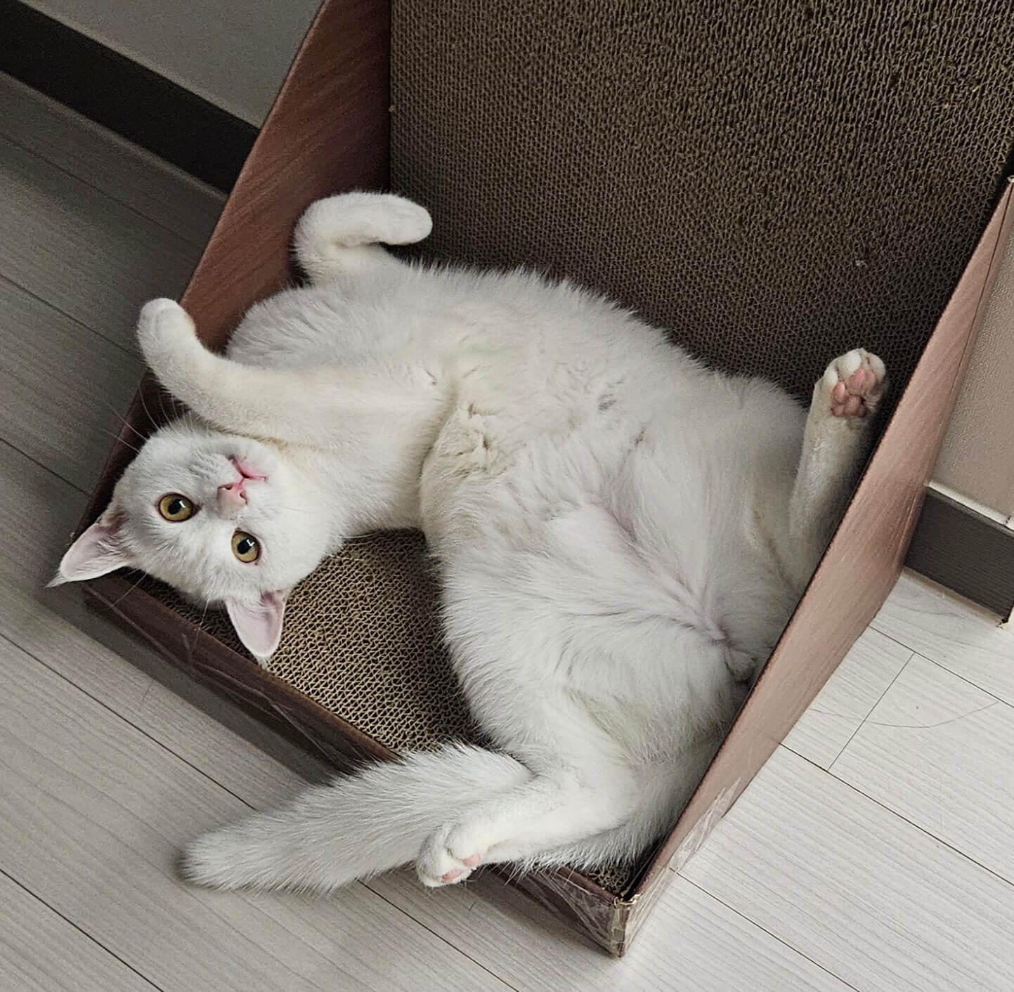 터키쉬 앙고라