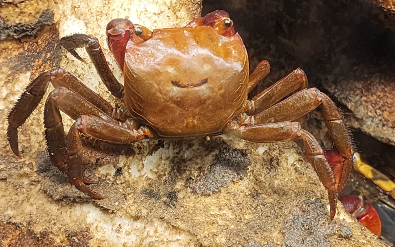 도둑게 스마일표시