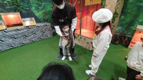 레드테일보아