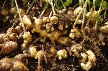 생강 효능 및 부작용, 먹는 방법