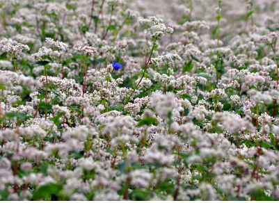하동 북천 코스모스 메밀꽃축제