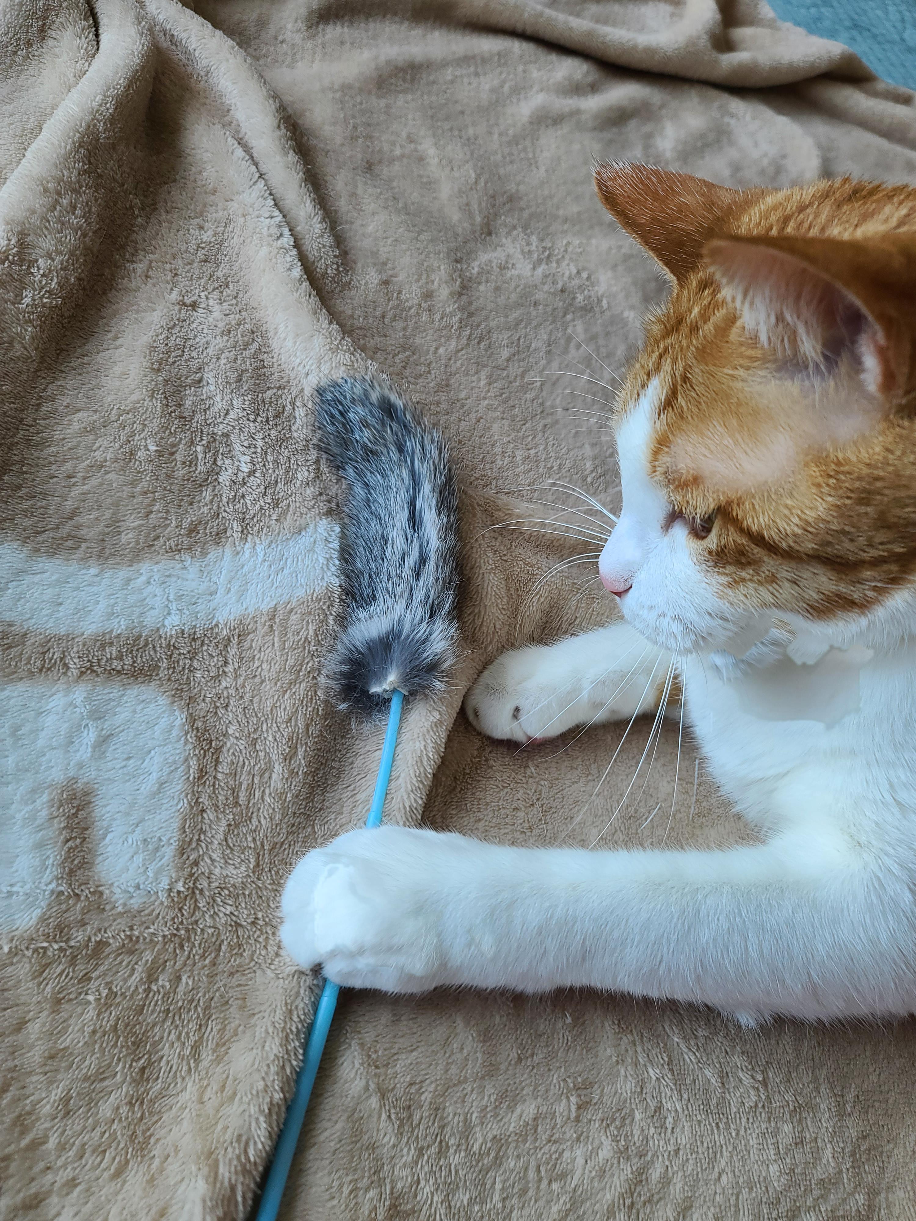 고양이 수염의 역할. 우리집 고양이들의 사냥할때 수염 모양새. 수염발사!! 사진귀여움 주의!