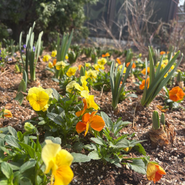 화담숲 봄 수선화 축제