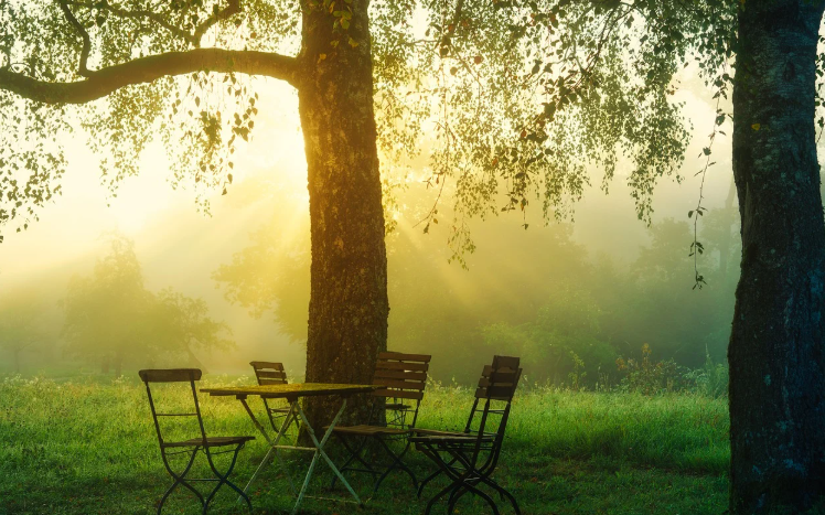 식물과 함께하는 심리 회복의 시작