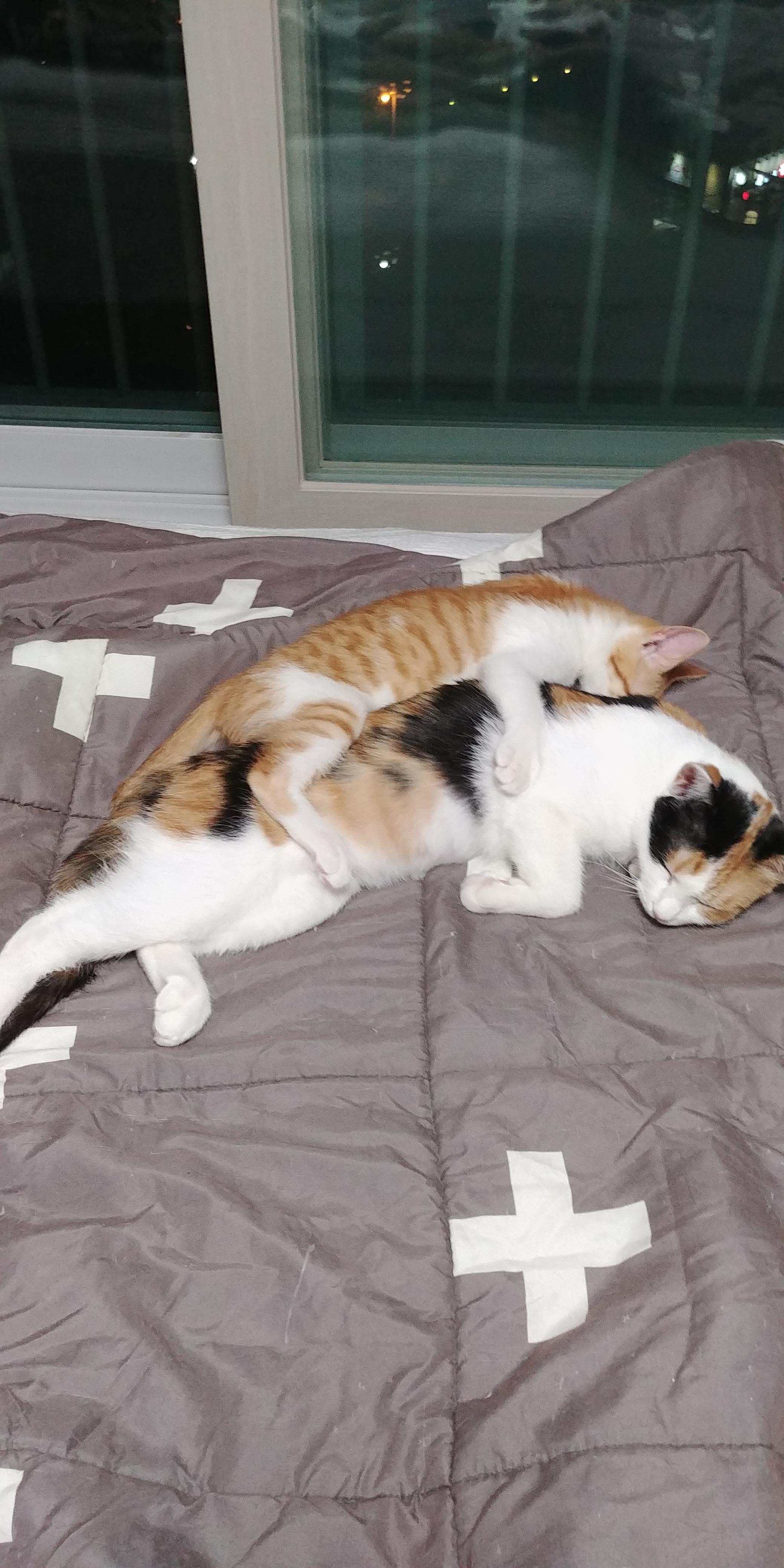 사이좋은 고양이들. 우리집 1호, 2호 공식 커플.