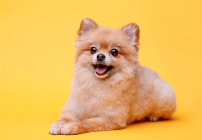 포메라니안/출처:어도비스톡
