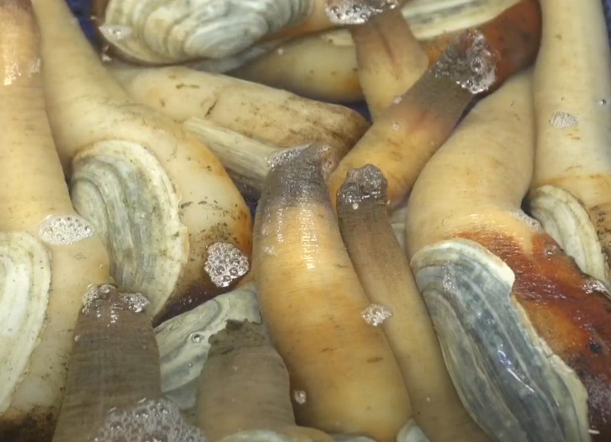 수족관에 들어있는 6시내고향 인생은 행복해 거제 코끼리조개 왕우럭조개