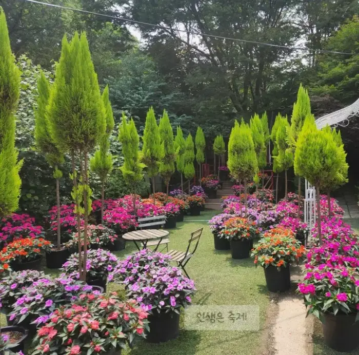 율보식물원 봉선화 시즌