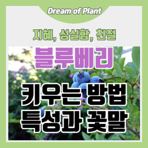 블루베리 키우는 방법 썸네일 이미지