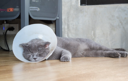 엘리자베스 컬러의 고양이.