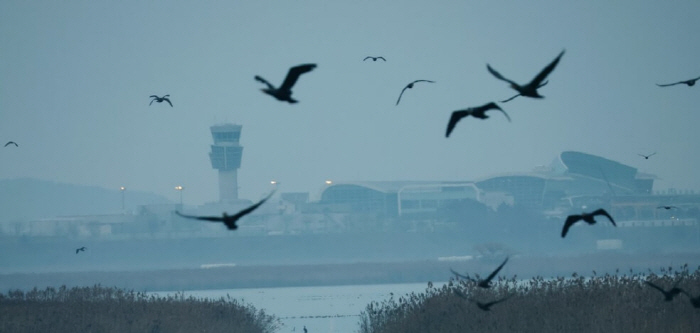 여객기-조류충돌