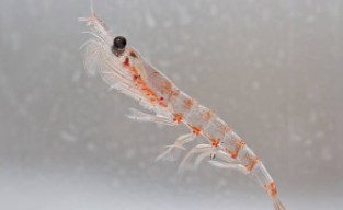 물속에 크릴새우 한마리