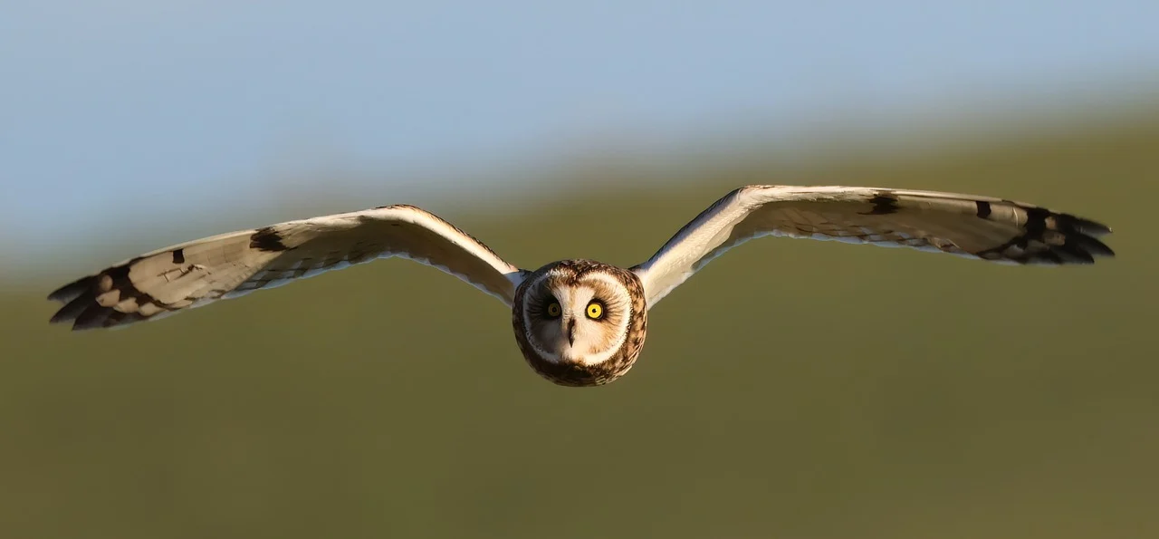 부엉이 반려동물