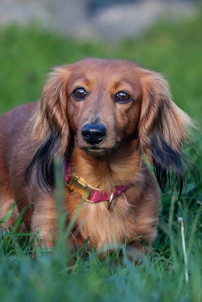 강아지 입양 전 체크리스트