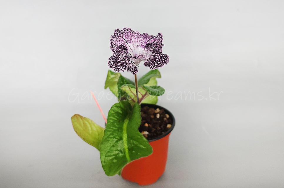 Streptocarpus DS-2291