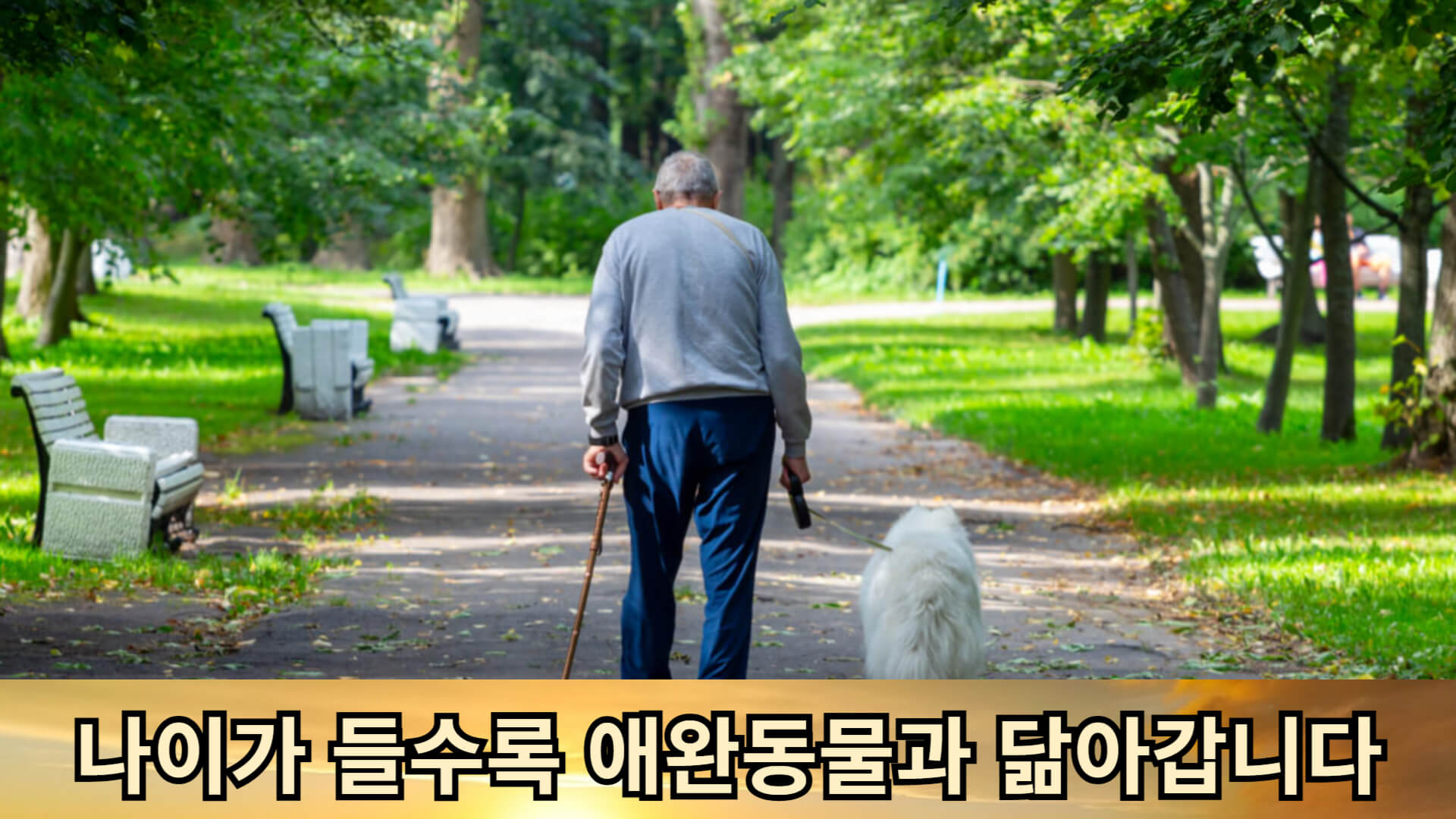 나이가 들수록 애완동물과 닮아가고 았습니다