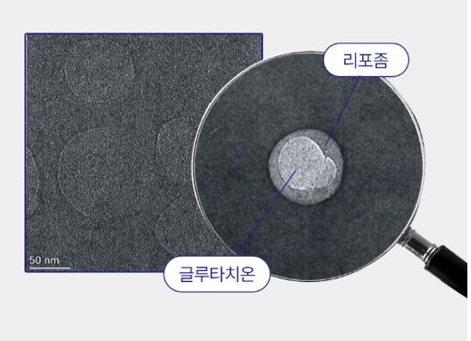 리포좀-글루타치온-효능