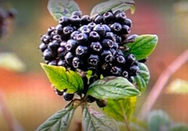 마른-줄기와-생-열매