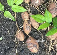 아피오스 맛