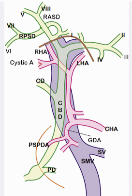 Bile duct