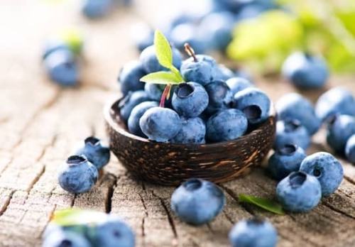 블루베리 사진