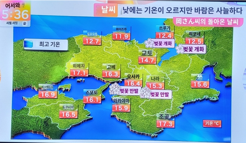 4월4일 금요일 날씨와 만개여부