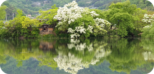 밀양 위양지 이팝나무 절경